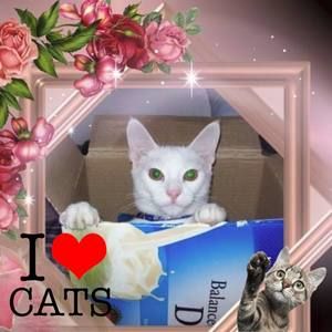 Meet your Posher, Jean